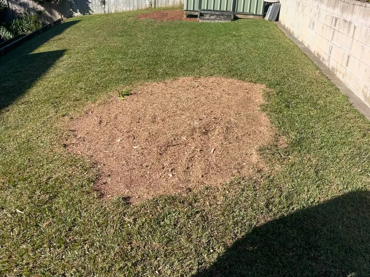 Tree stump ground flush to level mulch on a tidy North Shore backyard lawn